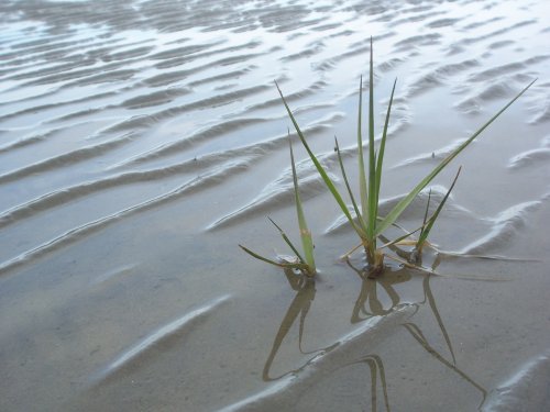 cuxhaven watt 2.jpg cuxhaven watt 2.jpg