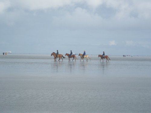 cuxhaven pferde am strand.jpg cuxhaven pferde am strand.jpg