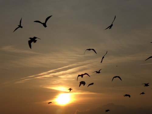 sonnenuntergang mit möwen.jpg sonnenuntergang mit möwen.jpg