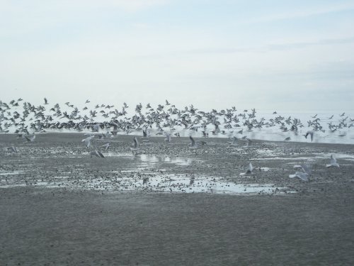 möwen nordsee.jpg möwen nordsee.jpg