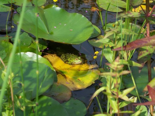 botanischer garten Göttingen 1.jpg