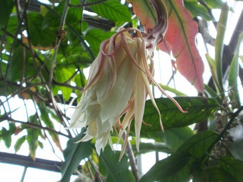 botanischer garten Göttingen 2.jpg
