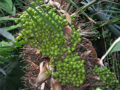 botanischer garten Göttingen 5.jpg