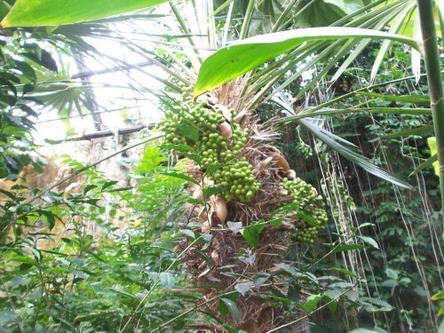 botanischer garten Göttingen 6.jpg
