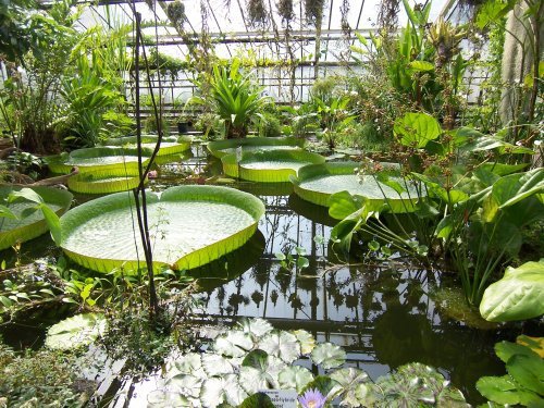 botanischer garten Göttingen 7.jpg