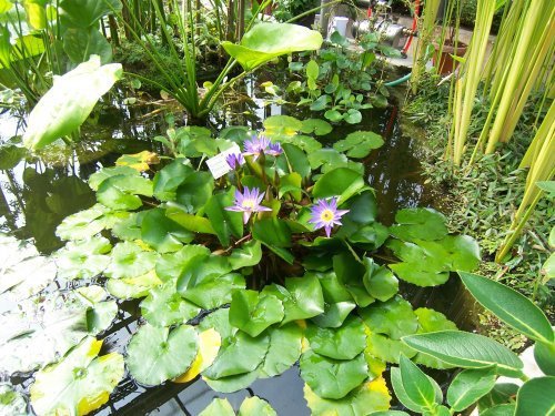 botanischer garten Göttingen 8.jpg