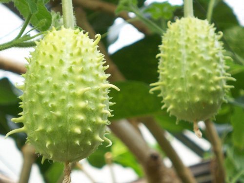 botanischer garten Göttingen 10.jpg