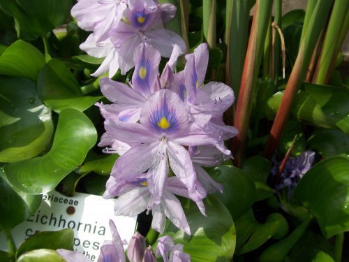 botanischer garten Göttingen 11.jpg