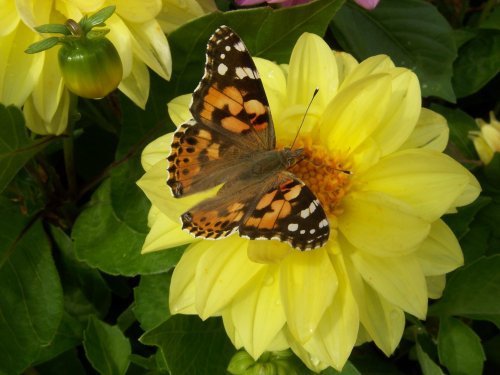 botanischer garten Göttingen 12.jpg