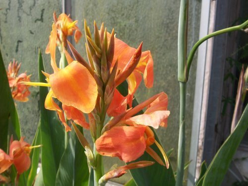 botanischer garten Göttingen 13.jpg