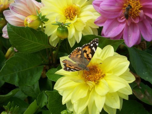 botanischer garten Göttingen 16.jpg