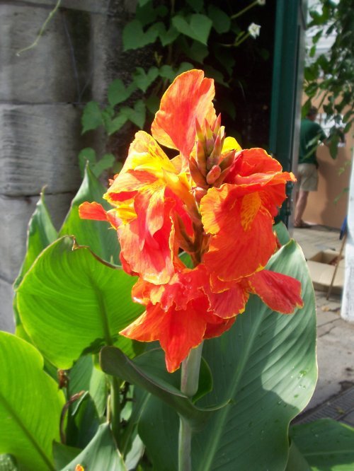 botanischer garten Göttingen 17.jpg