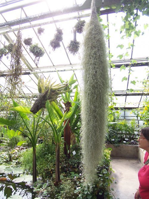 botanischer garten Göttingen 19.jpg