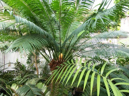 botanischer garten Göttingen 20.jpg