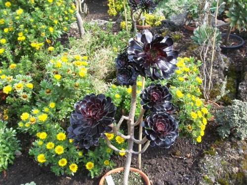 botanischer garten Göttingen 21.jpg