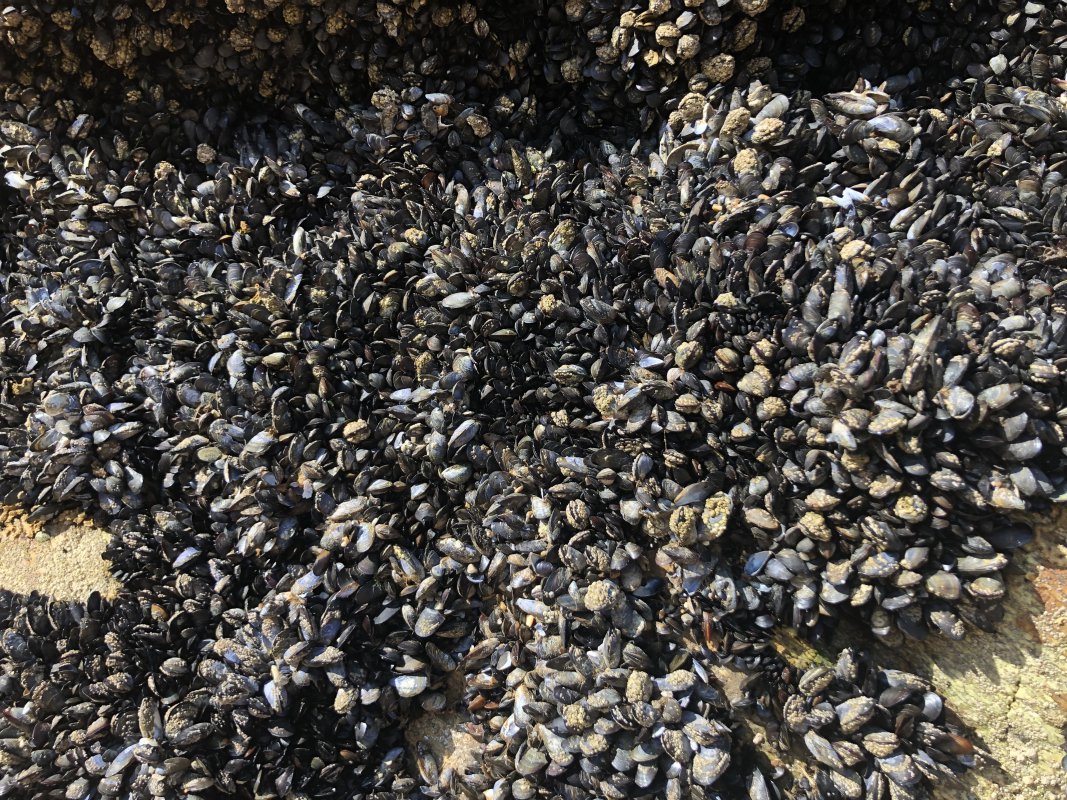 Quiberon Miesmuscheln Quiberon Miesmuscheln
