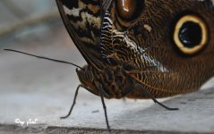 eup-1121816443-f51ab17e0820dec17ded422f55297c70-1405253954_big.jpg