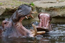 eup-1123597237-5d5cefcddb25c0436172ac6ec3a467d3-1425473803_big.jpg