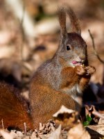 eup-1126673720-bb700f52a9e715f6182fb96348215417-1458901420_big.jpg eup-1126673720-bb700f52a9e715f6182fb96348215417-1458901420_big.jpg