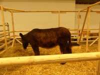 eup-1137612431-d5439f8e2180f1da6166e4996013f7ce-1707350906_big.jpg eup-1137612431-d5439f8e2180f1da6166e4996013f7ce-1707350906_big.jpg